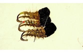 4 NEW CDC FOAM GRAFHAM Killer Shrimps sz12 Flies by Iain Barr WCC Fly Fishing